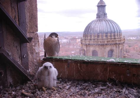 buscar pareja en salamanca|Amor Salamanca